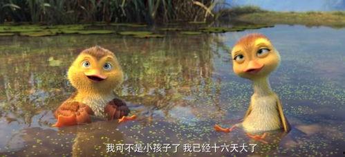 鸭子国产视频,鸭子的趣味生活大揭秘