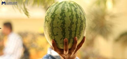 瓜地吃瓜娱乐圈,娱乐圈的甜蜜与苦涩